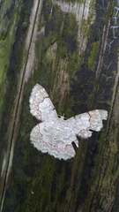 Pingasa ruginaria pacifica