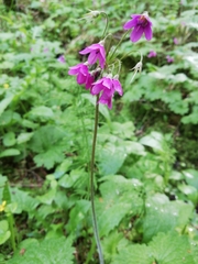 Primula matthioli
