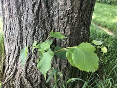 Tilia cordata