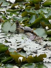 Trachemys scripta scripta