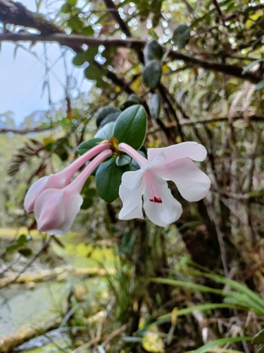 Rhododendron orbiculatum, photograph 1