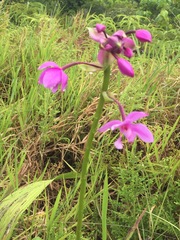 Spathoglottis carolinensis