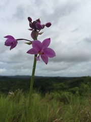 Spathoglottis carolinensis