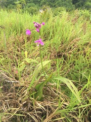 Spathoglottis carolinensis