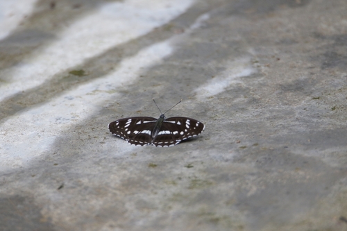 Limenitis helmanni