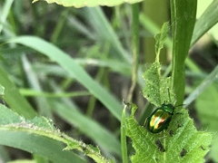 Chrysolina fastuosa