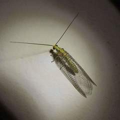 Calochrysa extranea