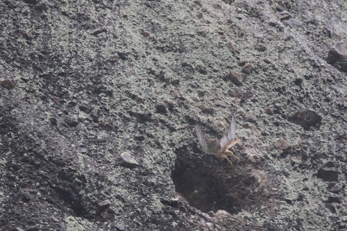 Eurasian Kestrel