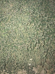 Euphorbia granulata