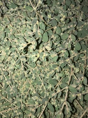 Euphorbia granulata
