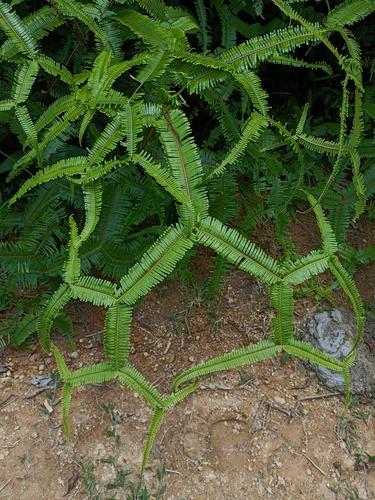 Sticherus truncatus