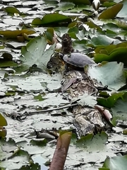 Trachemys scripta scripta