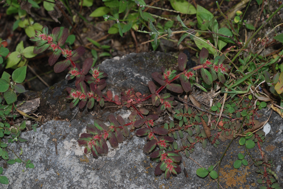 Euphorbia densiflora