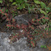 Euphorbia densiflora - Photo (c) Dale Lee Denham-Logsdon, algunos derechos reservados (CC BY-NC), subido por Dale Lee Denham-Logsdon
