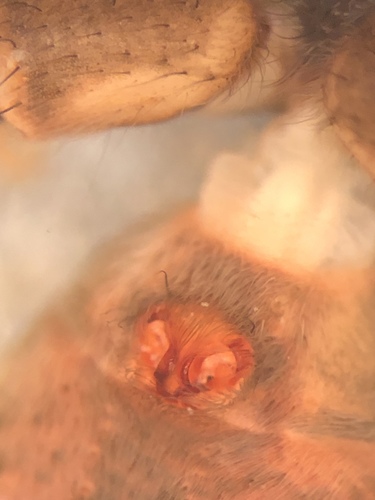 Ubiquitous Thin-legged Wolf Spider