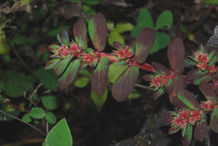 Euphorbia densiflora