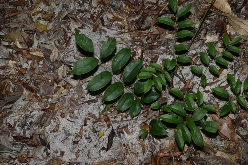 Image of Austrocallerya megasperma by (c) Greg Tasney, some rights reserved (CC BY-SA)