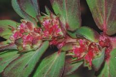 Euphorbia densiflora