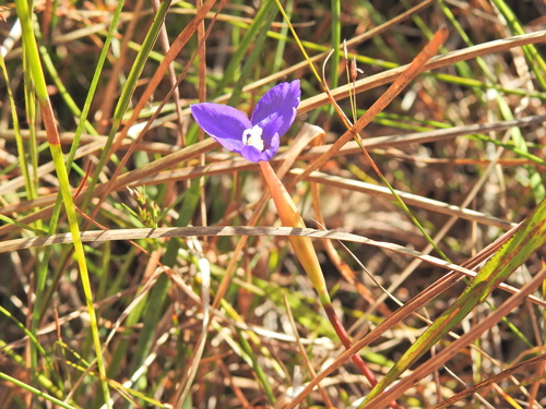 Image of Patersonia fragilis by (c) Scott W. Gavins, some rights reserved (CC BY)