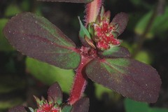 Euphorbia densiflora