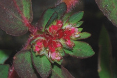 Euphorbia densiflora