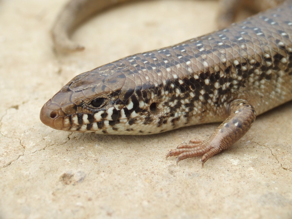 Ocellated Skink