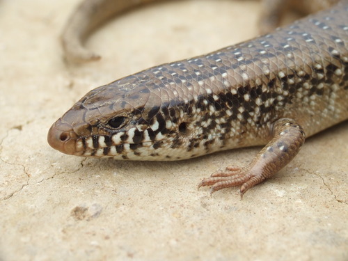 Ocellated Skink