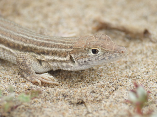 Fringe-fingered Lizards
