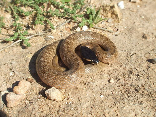 Photo of a Abubaker's Hooded Snake (Macroprotodon abubakeri)