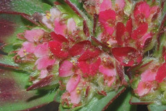 Euphorbia densiflora