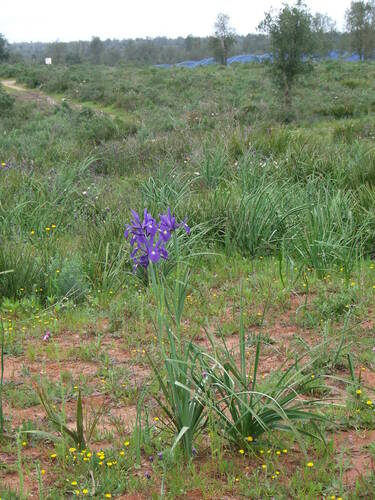 Tangiers Iris (Iris tingitana)