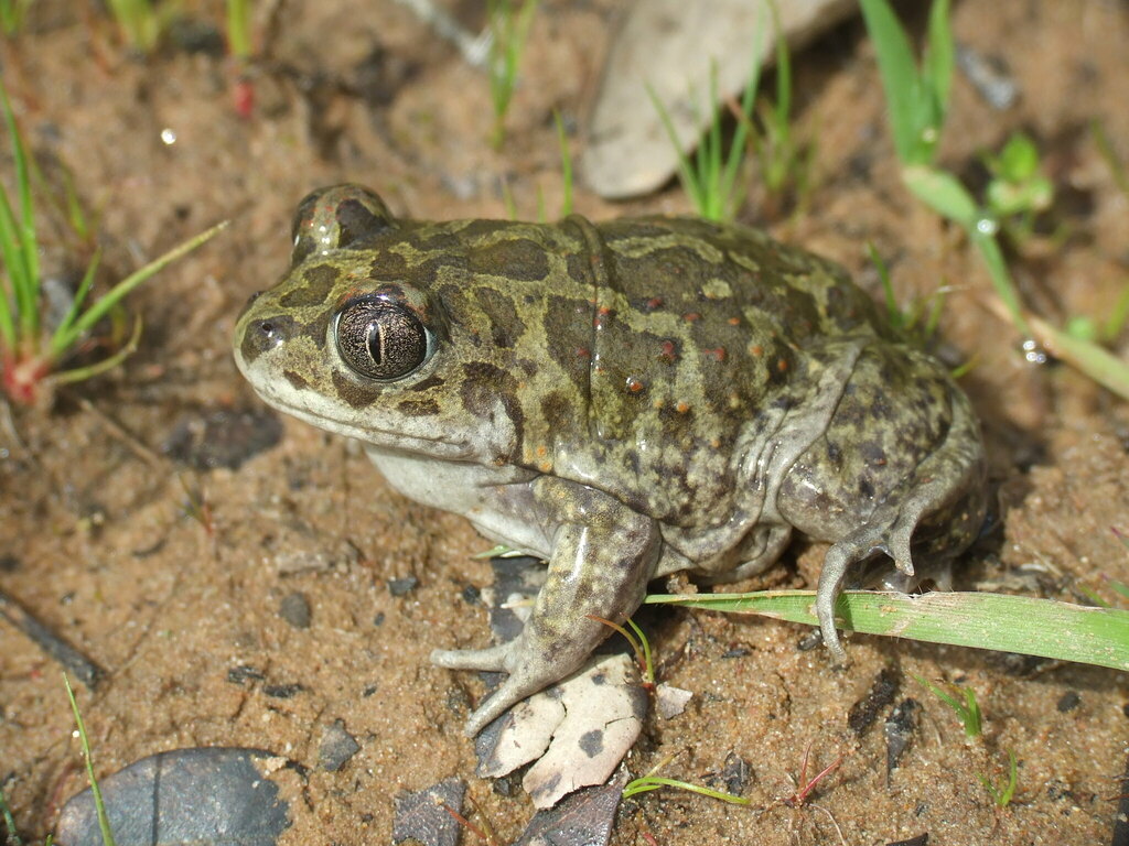Moroccan Spadefoot Toad
