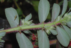 Euphorbia densiflora