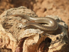 Morocco Cylindrical Skink photo 3