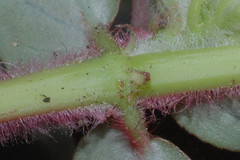 Euphorbia densiflora