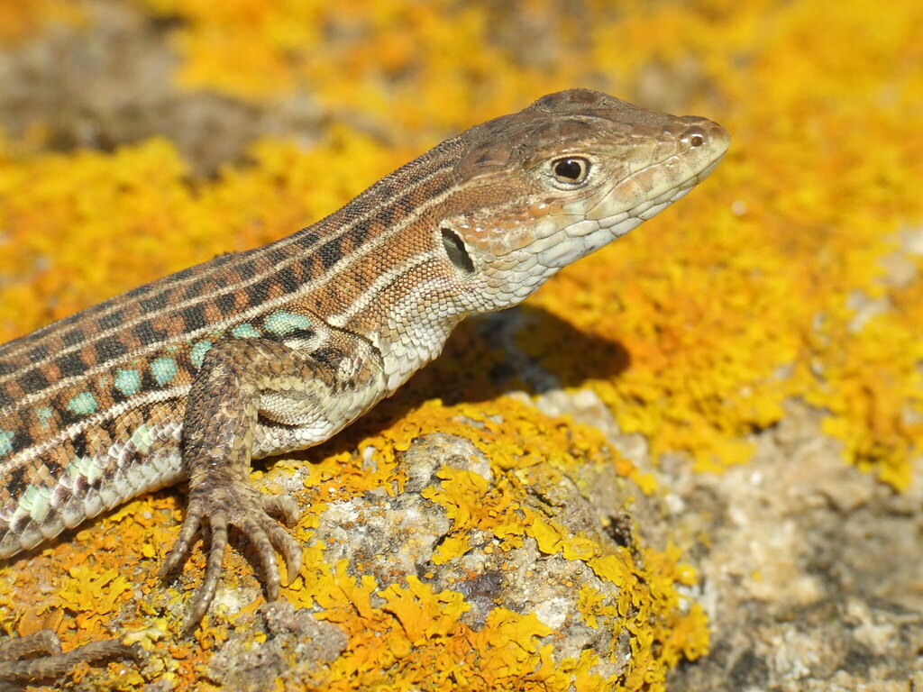 Spiny-footed Lizard