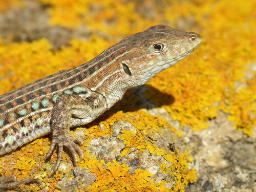 Spiny-footed Lizard