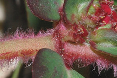 Euphorbia densiflora