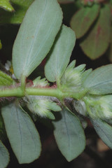 Euphorbia densiflora