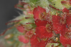 Euphorbia densiflora