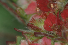 Euphorbia densiflora