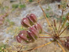 Prangos ferulacea, photograph (c) Serdar Ölez, some rights reserved (CC BY-SA)