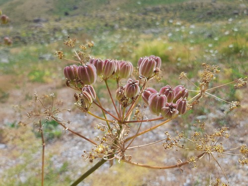 Prangos ferulacea, photograph 5