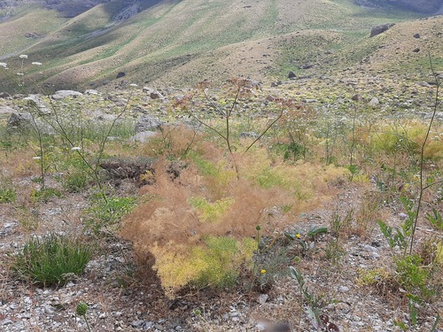 Prangos ferulacea, photograph 6