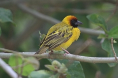 Northern Masked-Weaver photo 2