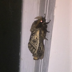 Oxycanus antipoda