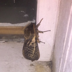 Oxycanus antipoda