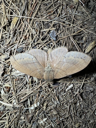Quadrina diazoma