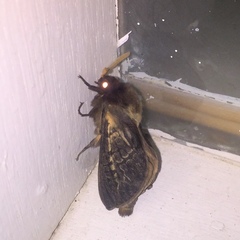 Oxycanus antipoda