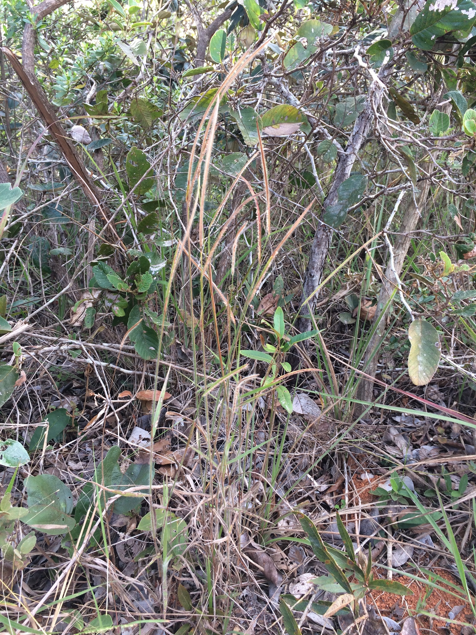 Paspalum stellatum